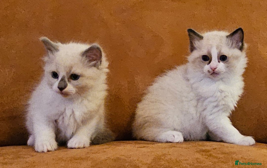 Ragdoll cats for sale: Ready now hcm clear ragdoll litter. X6 - Image 9