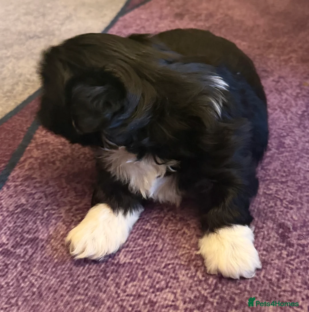 Shih Tzu dogs for sale: Beautiful Shih Tzu’s - STUNNING pure breds - Advert 8