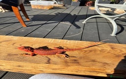 Bearded Dragon reptiles for sale: Red Monster  - Image 6