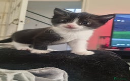 Mixed Breed cats for sale: Kittens for sale beautiful  - Image 2