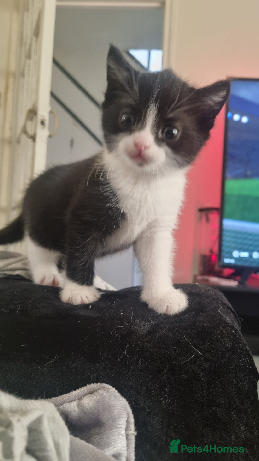 Mixed Breed cats for sale: Kittens for sale beautiful  - Image 2