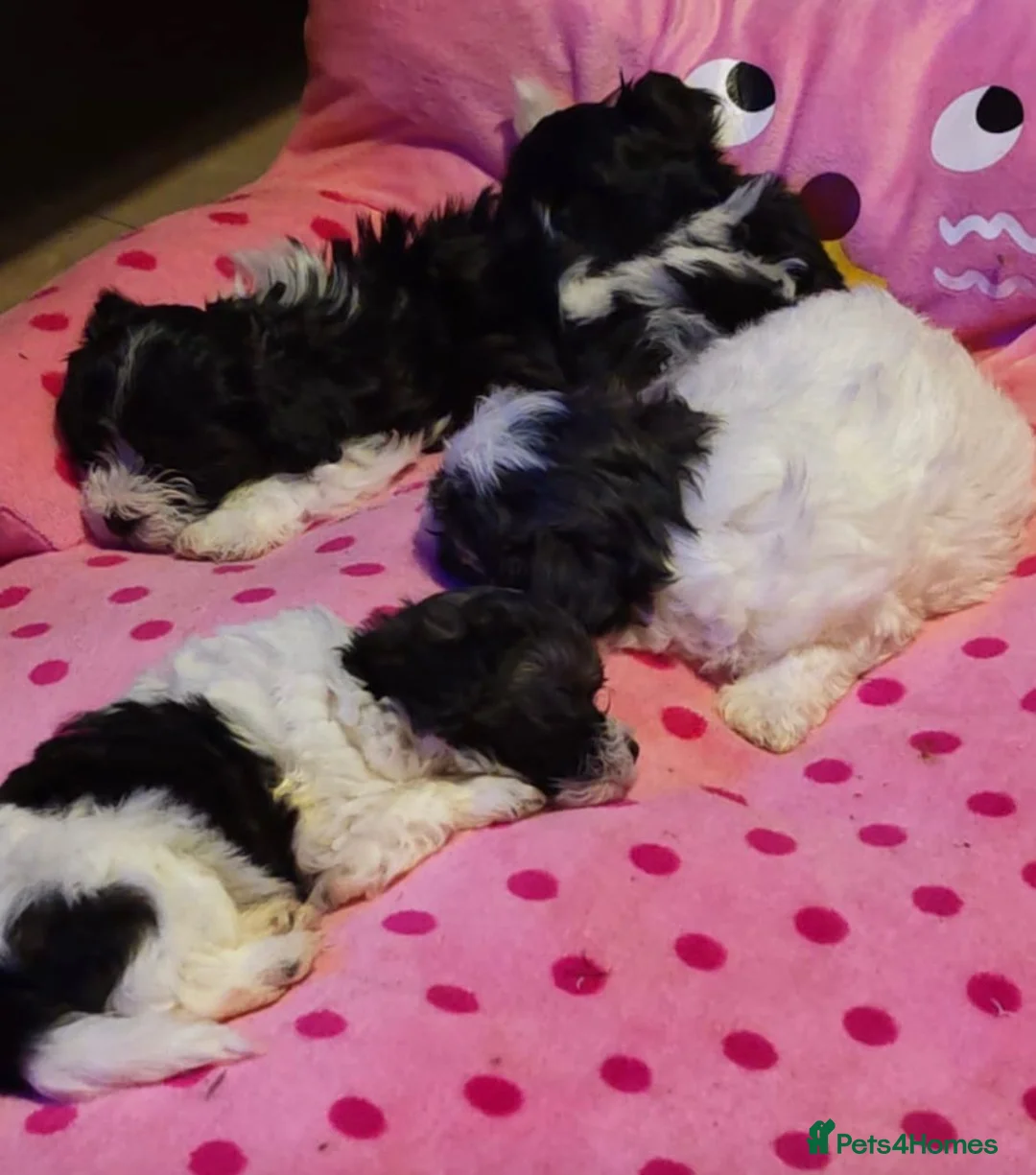 Maltipoo dogs for sale: Absolutely stunning F1 maltipoos - Advert 12