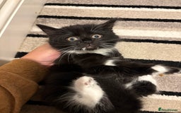 Mixed Breed cats for sale: Adorable Kittens Looking for Loving Homes  - Image 2