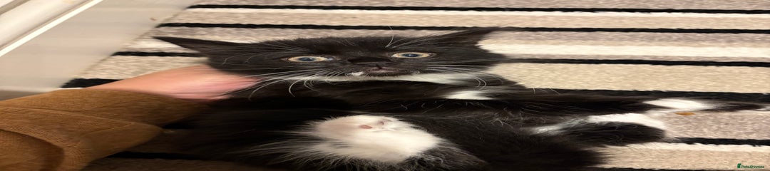 Mixed Breed Kitten 2