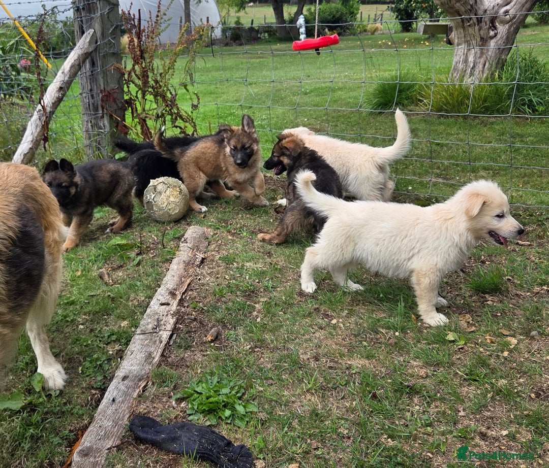 German Shepherd dogs for sale: Quality KC Reg Long Coat German Shepherd Pups  - Image 14