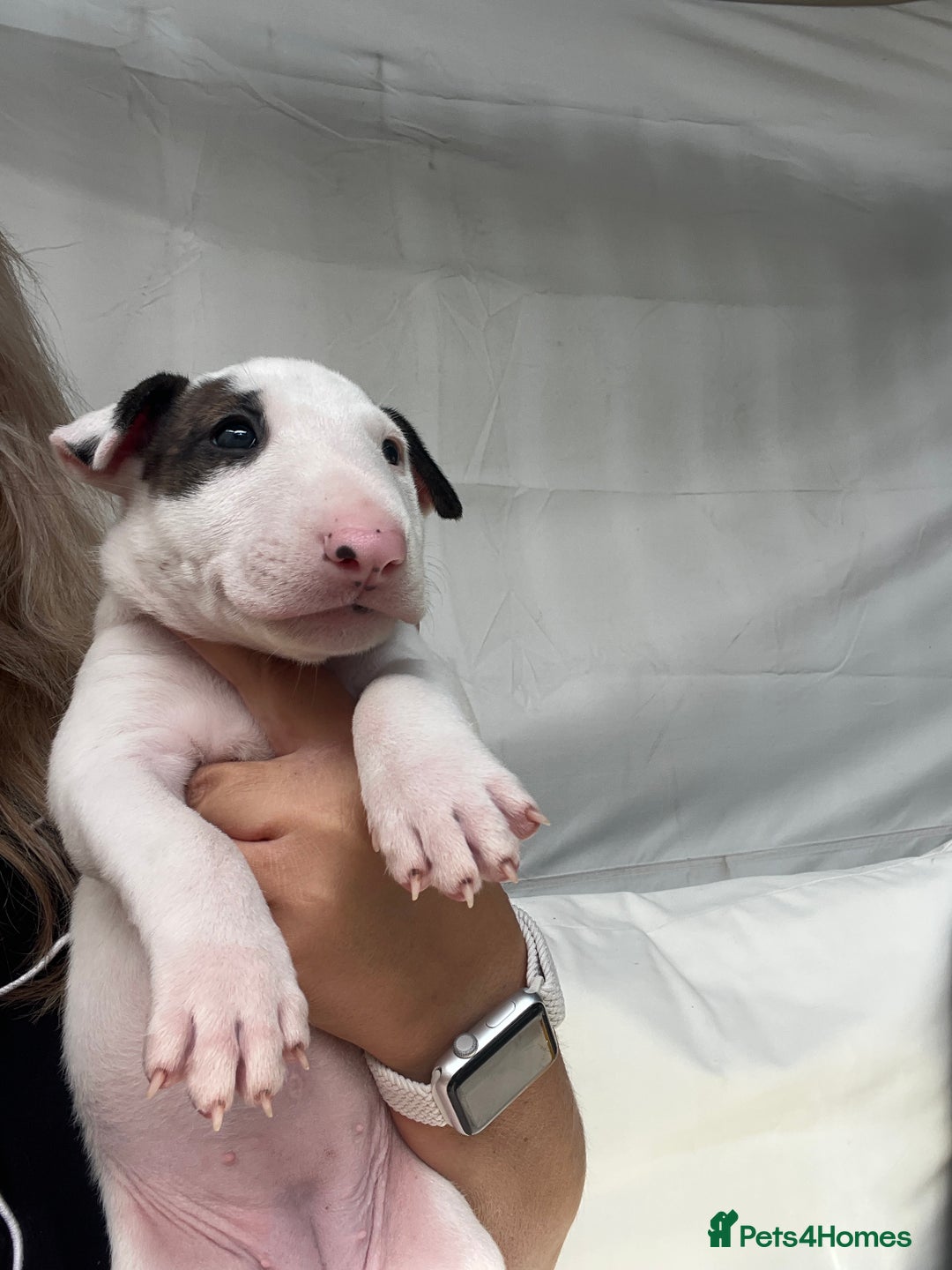 English Bull Terrier dogs for sale: Janineabullz bull terriers beautiful litter  - Image 25
