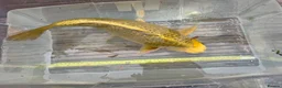 Koi Carp fish for sale: Koi fish (x3 left) - Advert 9