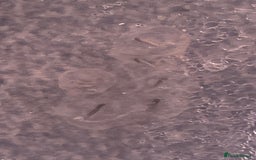 Axolotl reptiles for sale:  Axolotl eggs  - Advert 2