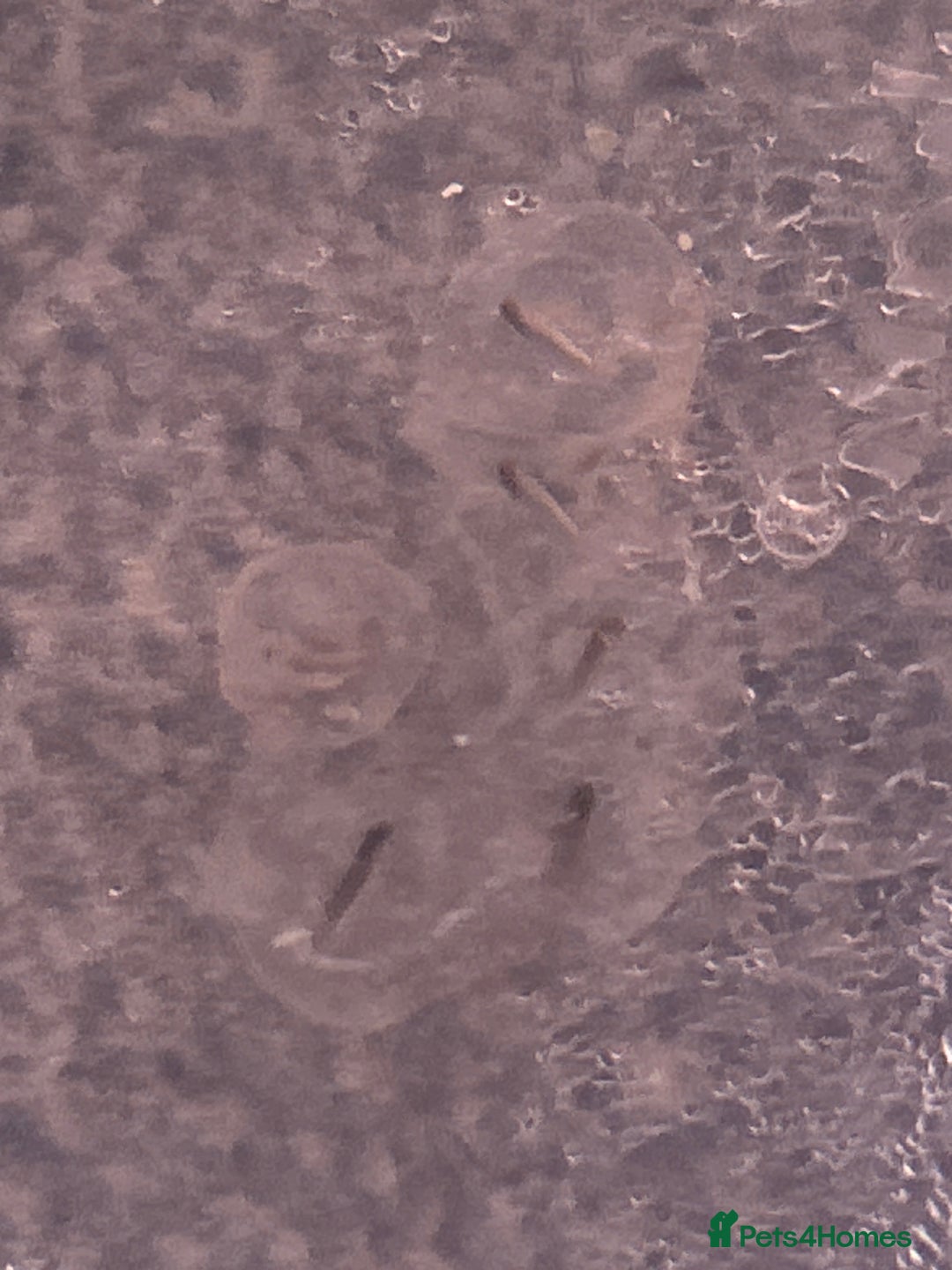 Axolotl reptiles for sale:  Axolotl eggs  - Advert 2