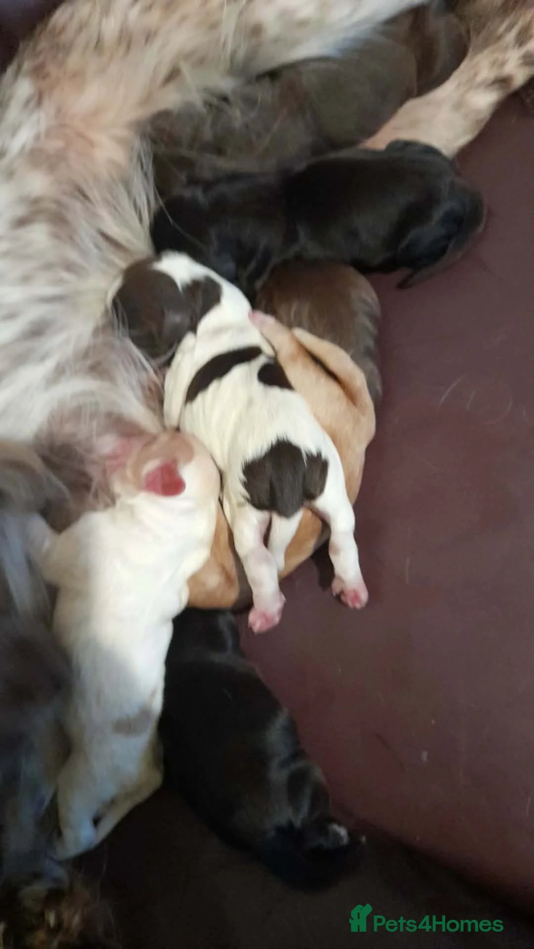 Cocker Spaniel dogs for sale: Beautiful mixed litter of Cocker pups in Ferryhill - Advert 2