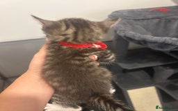 Bengal cats for sale: 7 bengal cross kittens  - Image 22