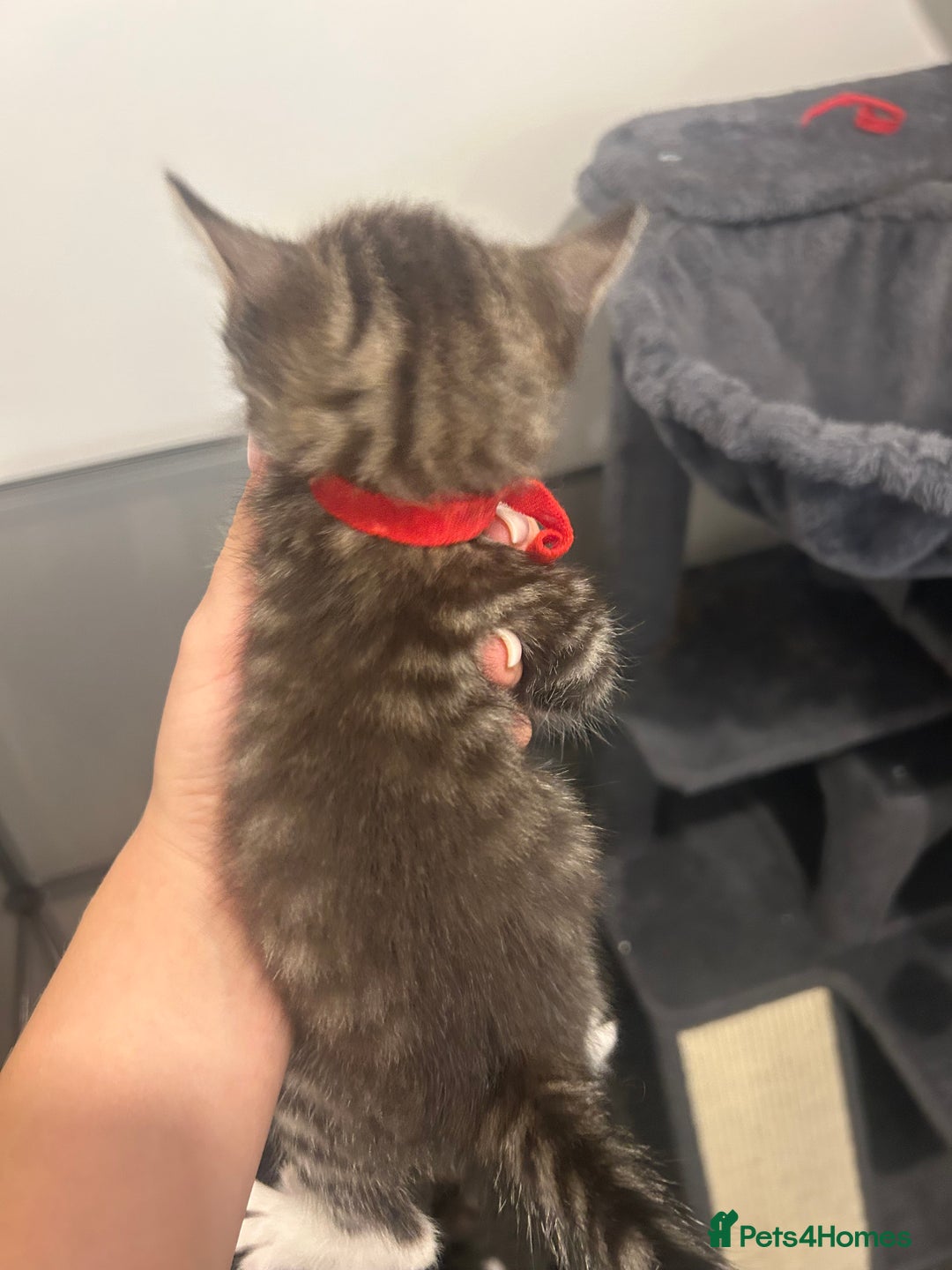 Bengal cats for sale: 7 bengal cross kittens  - Image 22