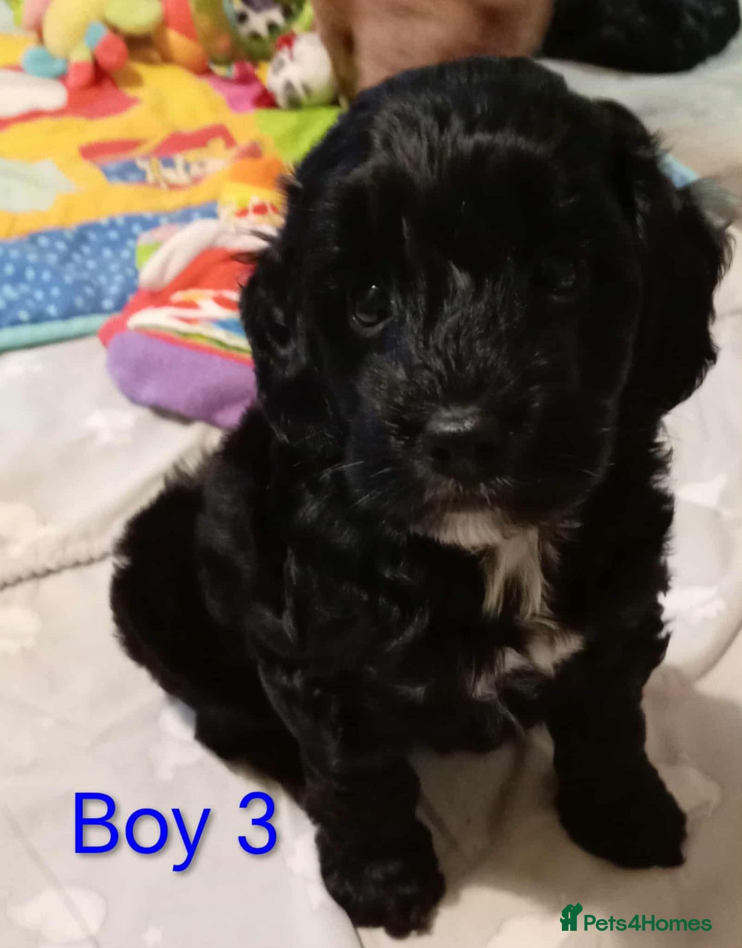 Cockapoo dogs for sale: Cockapoo - Advert 9