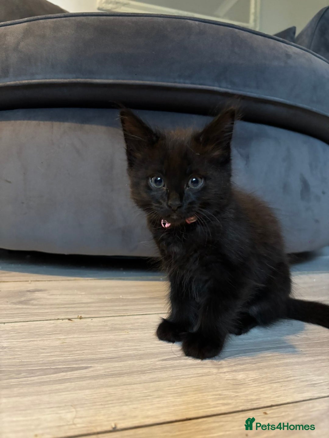 Mixed Breed cats for sale: 5 beautiful kittens available  - Advert 4