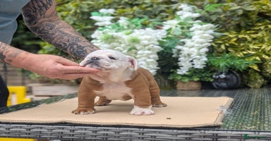 English Bulldog dogs - Advert 2
