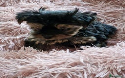 Yorkshire Terrier dogs for sale: Hi Mini Yorkshire Terrier for sale - Image 10