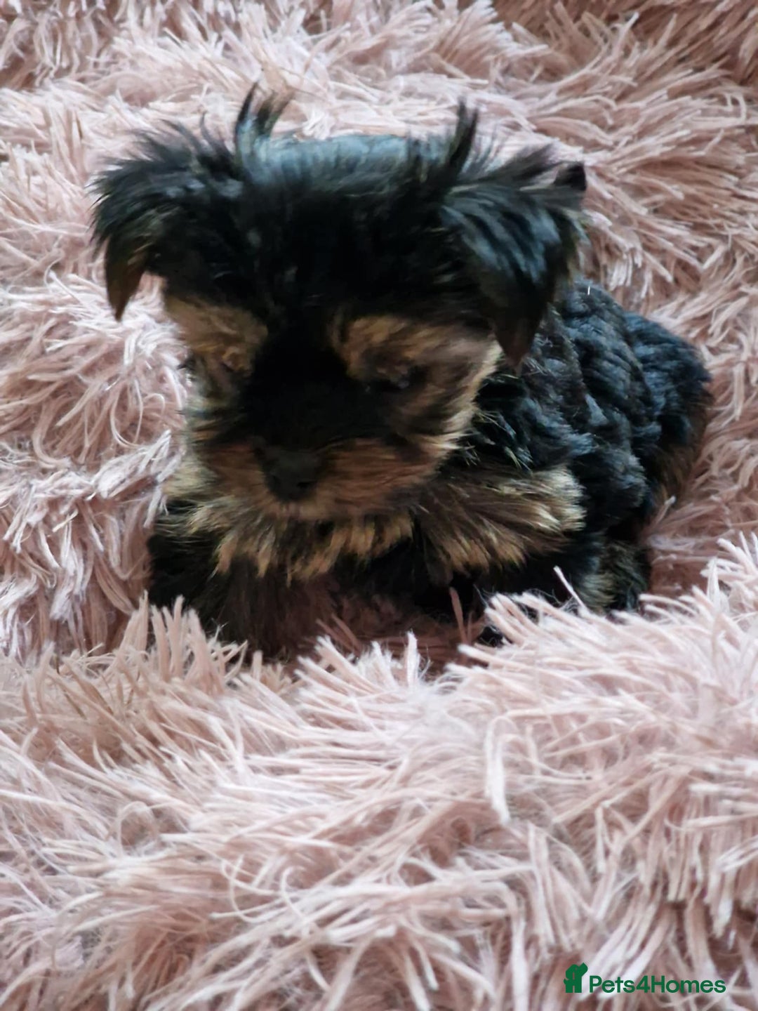 Yorkshire Terrier dogs for sale: Hi Mini Yorkshire Terrier for sale - Image 10