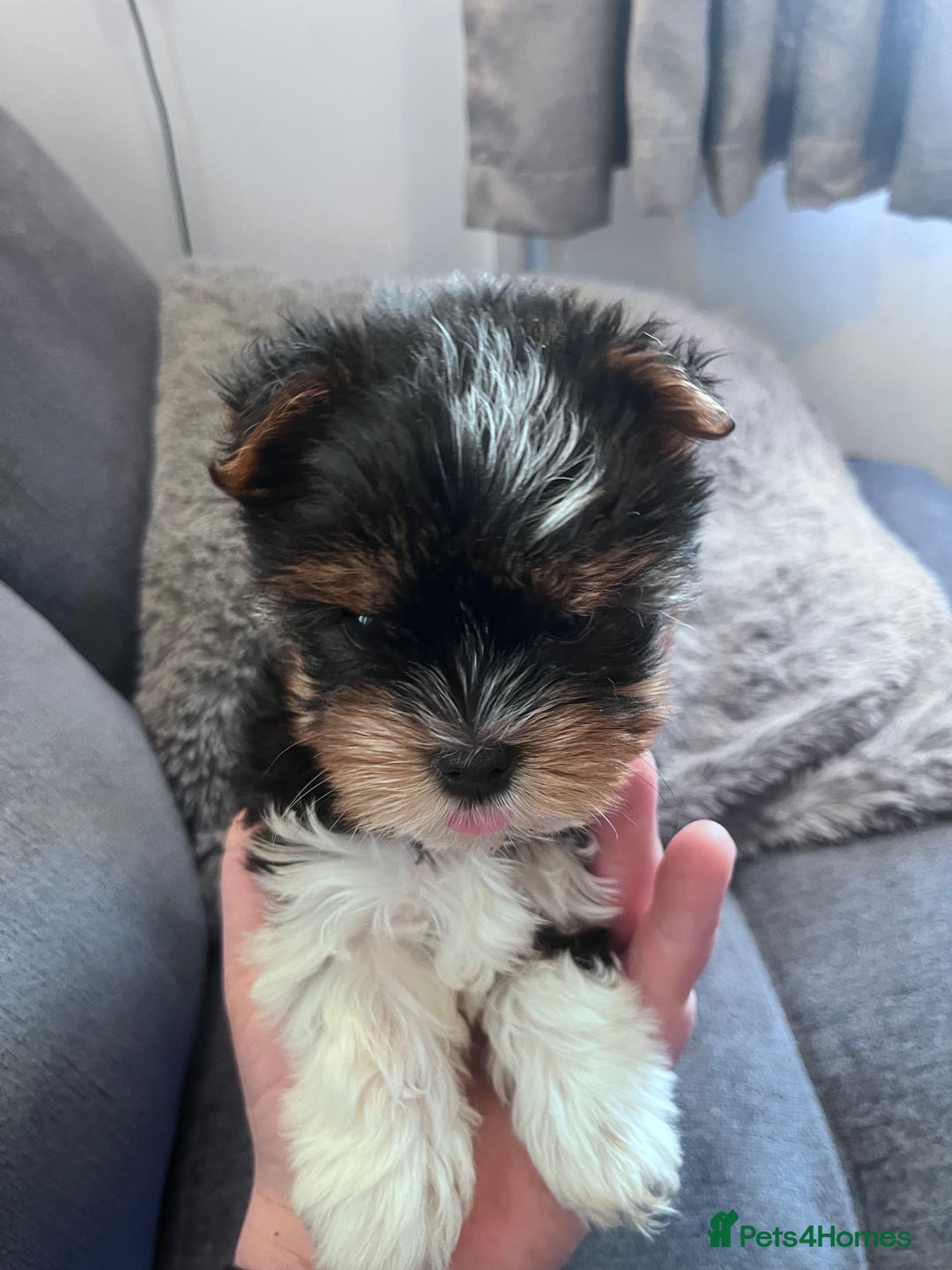 Biewer Terrier dogs for sale: 2 Pure Yorkshire Biewier Terrier READY TO GO - Advert 6