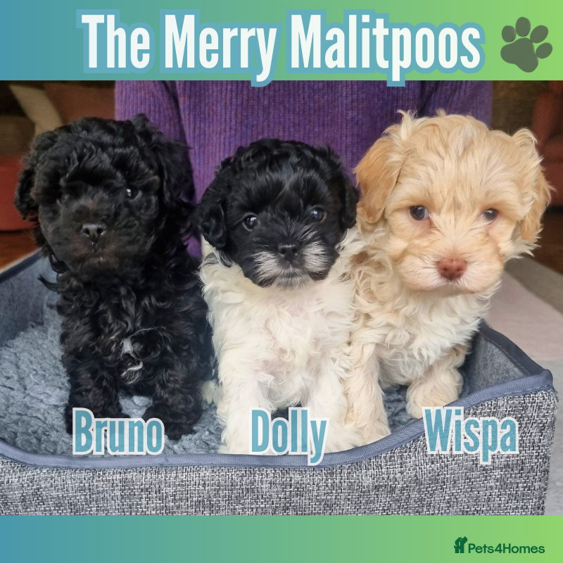 Maltipoo dogs Family-Raised Toy Maltipoos✨DNA Clear✨3GenPedigree - Advert 18