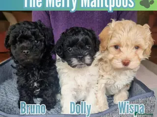 Maltipoo dogs Family-Raised Toy Maltipoos✨DNA Clear✨3GenPedigree - Advert 18