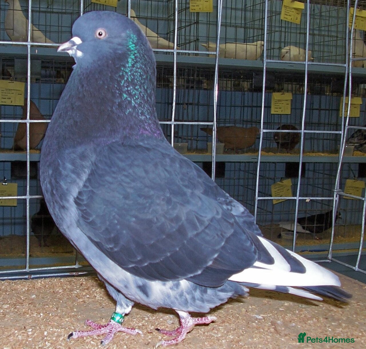 Pigeons birds 25 pairs of Birmingham rollers - Advert 6