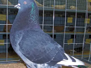 Pigeons birds 25 pairs of Birmingham rollers - Advert 6