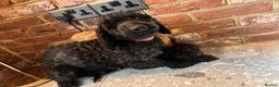 Cockapoo dogs for sale: 💙💗OUTSTANDING F1B COCKAPOOS💗💙 ready 16th jan - Advert 18