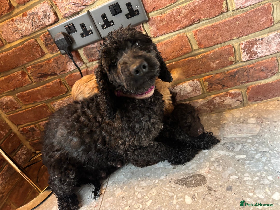 Cockapoo dogs for sale: 💙💗OUTSTANDING F1B COCKAPOOS💗💙 ready 16th jan - Advert 18
