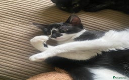 Mixed Breed cats for sale: Litter of kittens - Image 3