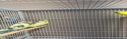 Budgerigars birds for sale: Baby Budgies  - Advert 6
