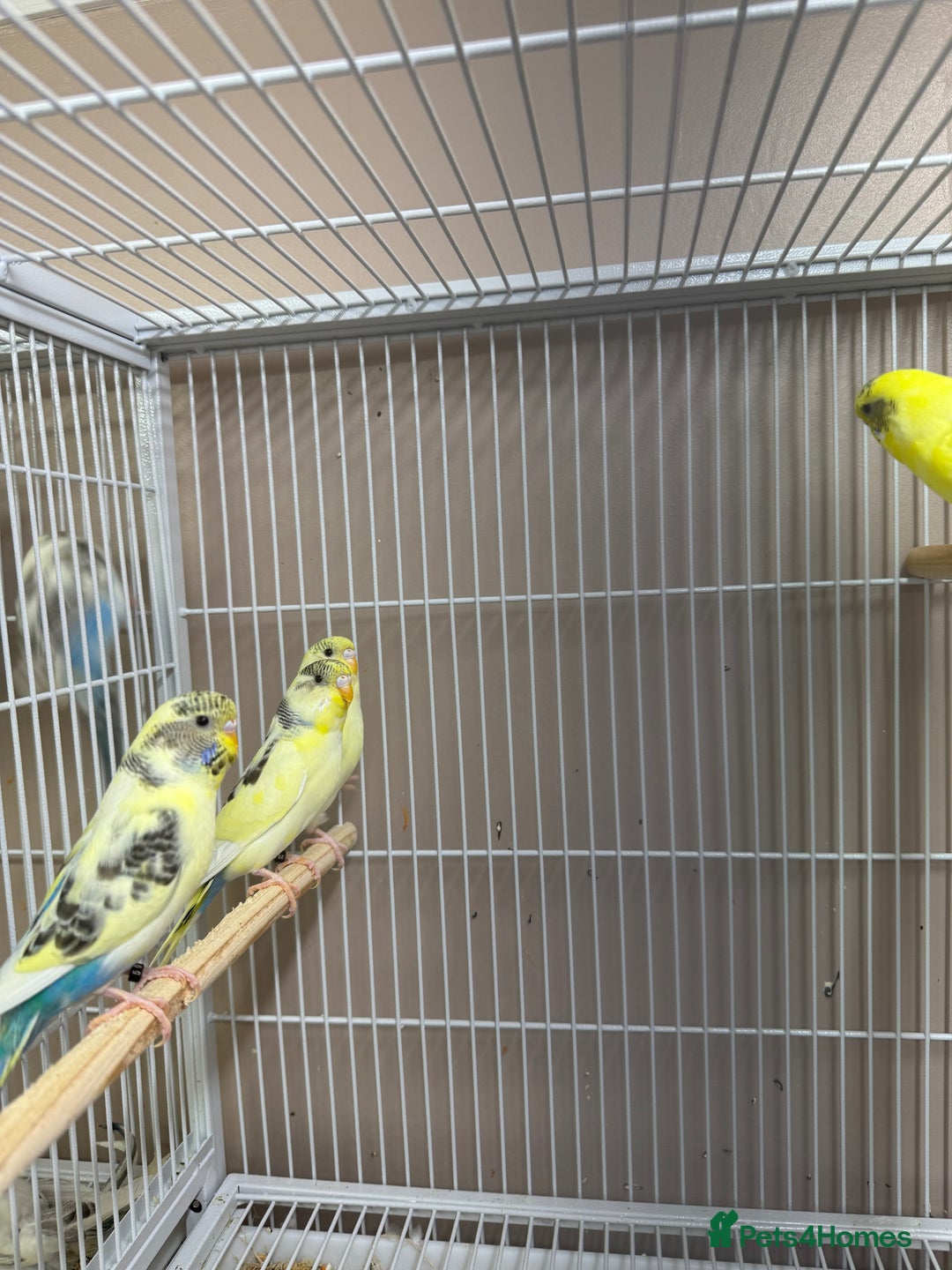 Budgerigars birds for sale: Baby Budgies  - Advert 6