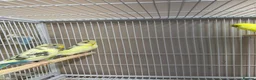Budgerigars birds for sale: Baby Budgies  - Advert 6