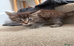Mixed Breed cats for sale: beautiful tabby kittens ready for their new home☺️ - Image 2