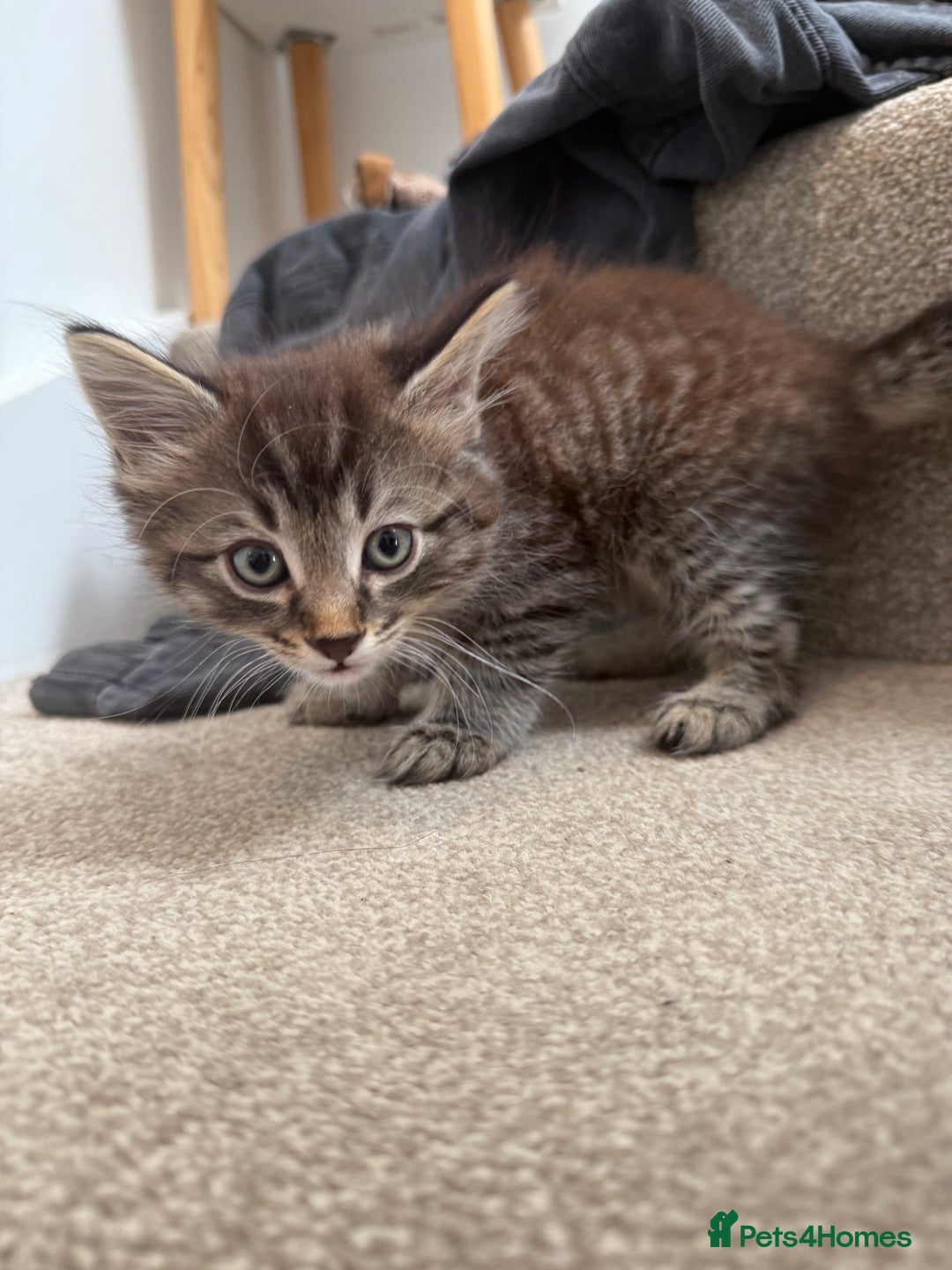 Mixed Breed cats for sale: beautiful tabby kittens ready for their new home☺️ - Image 2