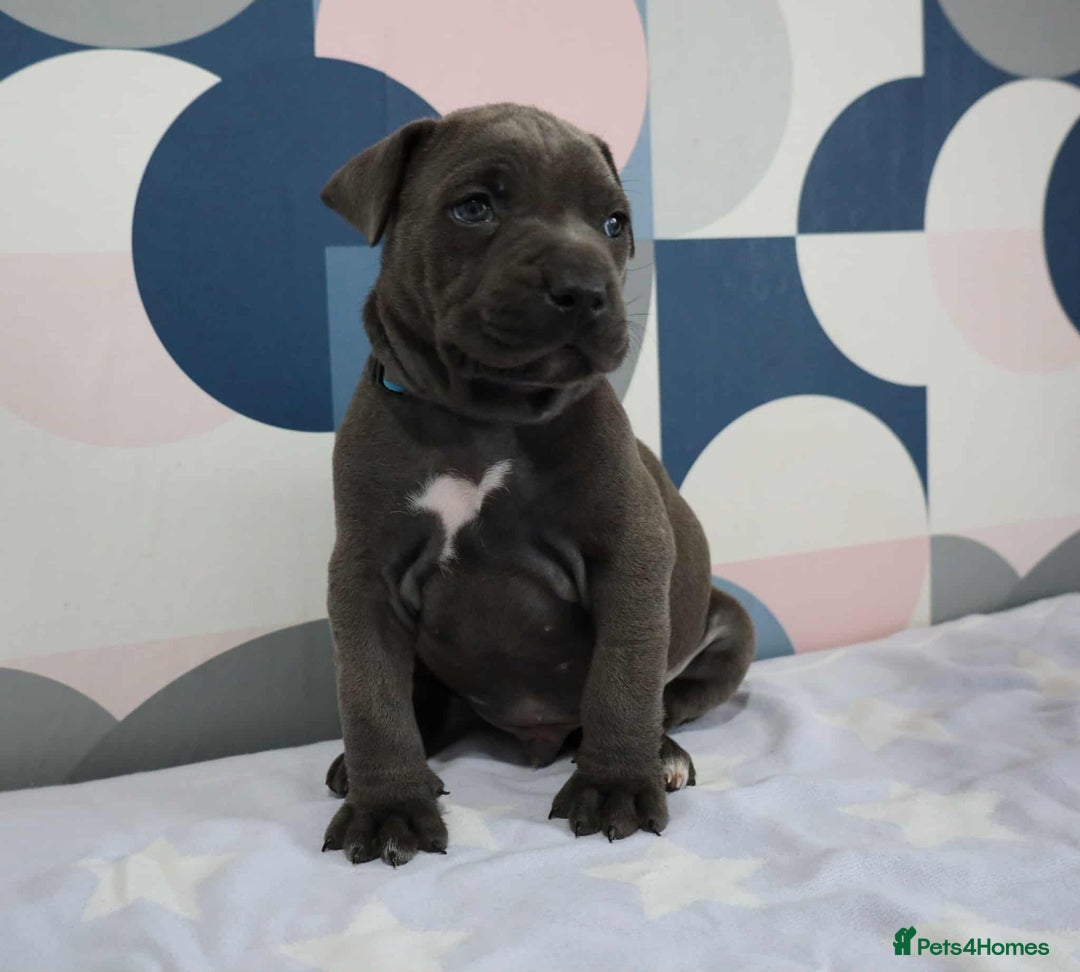 Mixed Breed dogs for sale: staffordshire Bull terrier puppy  - Image 5