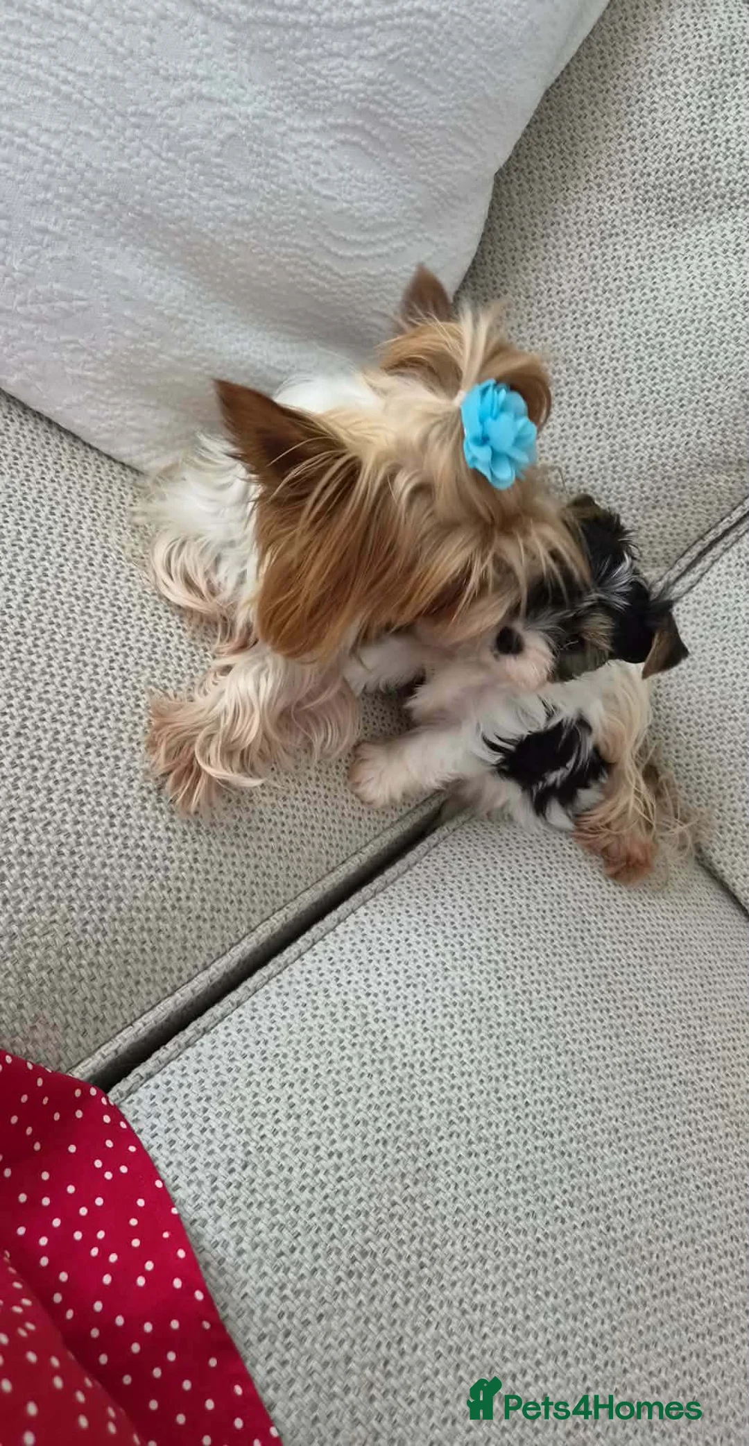 Biewer Terrier dogs for sale: Biewer Terrier in Luton - Advert 6
