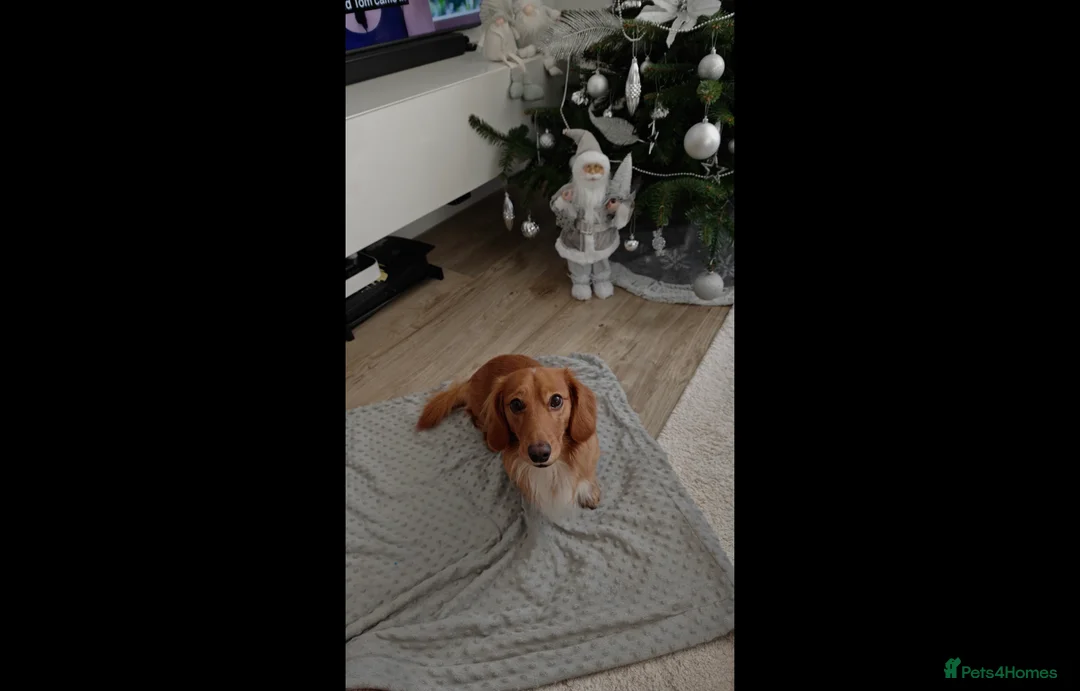 Miniature Dachshund dogs for stud: Archie - Advert 5
