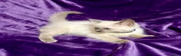Ragdoll cats for sale: Beautiful GCCF Ragdoll Kittens  - Advert 3