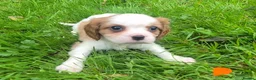 Cavalier King Charles Spaniel dogs for sale: Health Tested KCReg Cavalier King Charles Spaniel - Advert 4