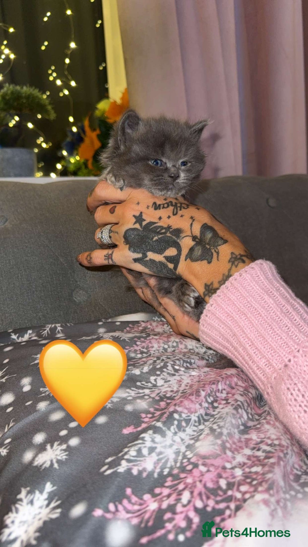 British Shorthair cats for sale: British Shorthair/Ragdoll - Advert 4