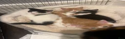 Mixed Breed cats for sale: 4 playful kittens ready to find their forever home - Advert 3