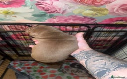 American Bully dogs for sale: American Bully Pups - Image 21
