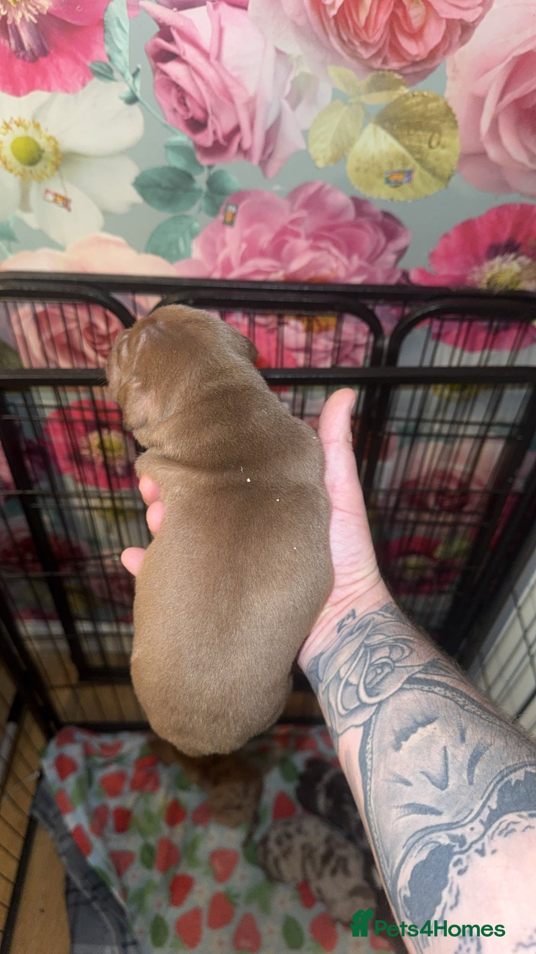 American Bully dogs for sale: American Bully Pups - Image 21