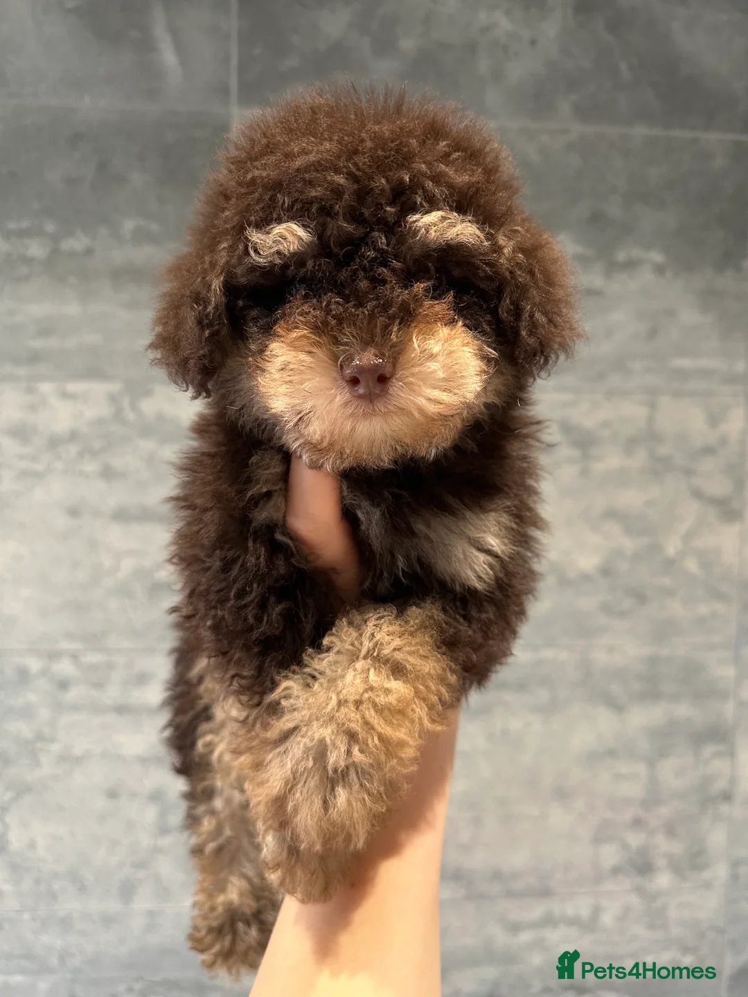 Cavapoo dogs for stud: Premium Cavapoo Chocolate Phantom Parti Stud  in Rickmansworth - Advert 9