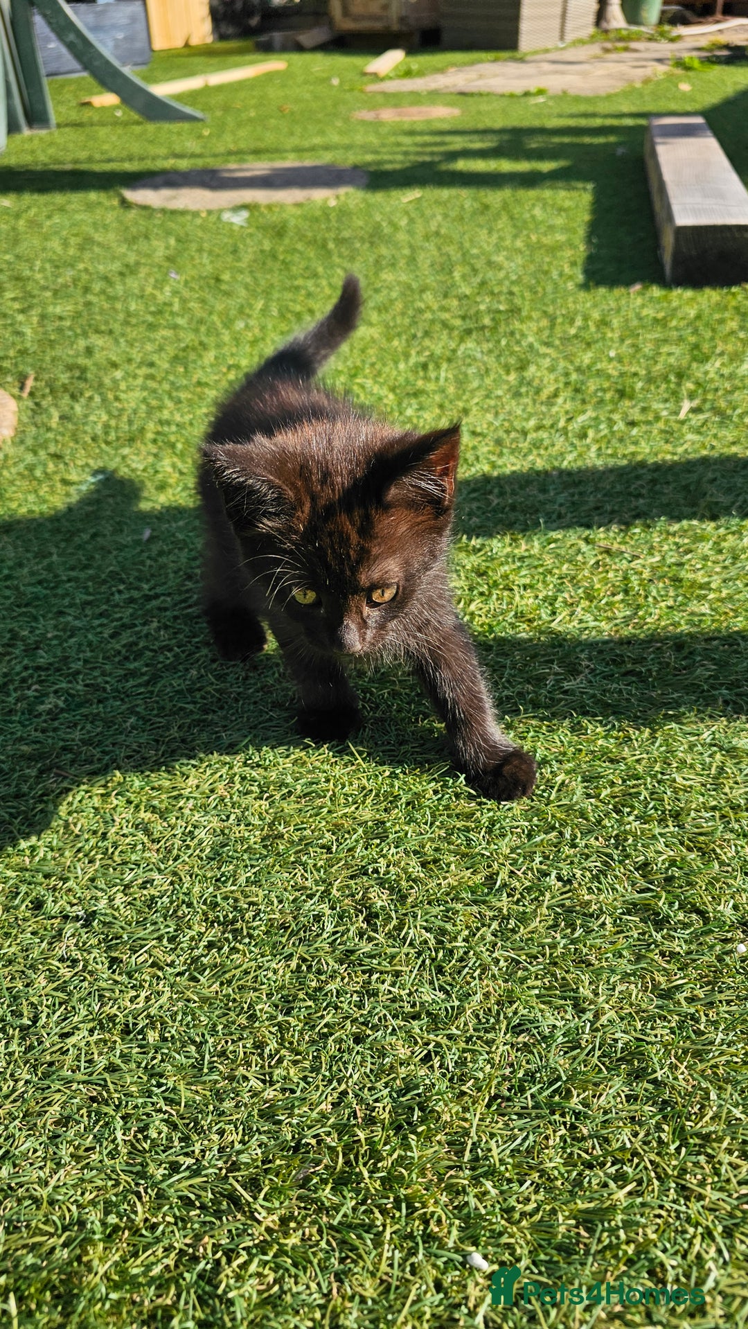 Mixed Breed cats for sale: Kittens  - Image 9