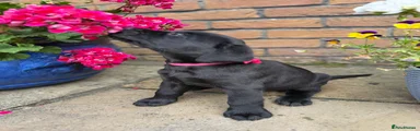 Labrador Retriever 6