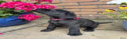Labrador Retriever dogs for sale: Labrador puppues in Cardiff - Advert 3