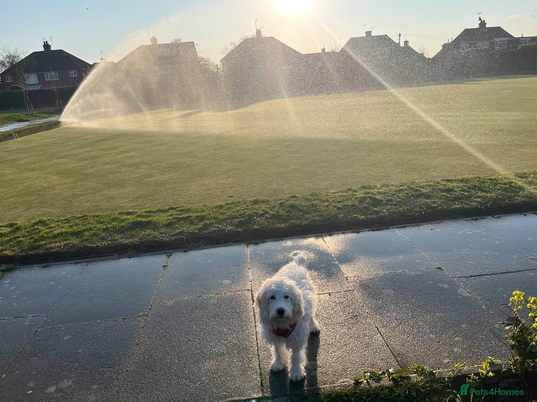 Cockapoo dogs for sale: Beloved Cockapoo Bubble for sale - Advert 7