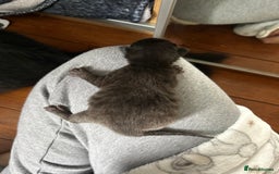 British Longhair cats for sale: Two beautiful kittens  - Image 4