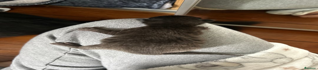 British Longhair Kitten 1